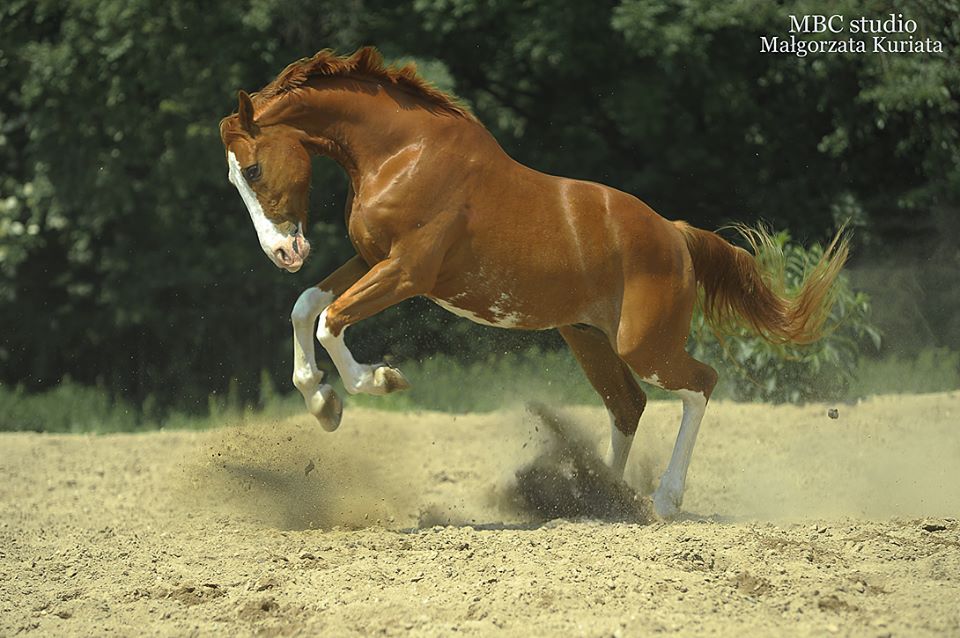 Małgorzata Kuriata - Horse Photo